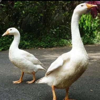 Bebek soang/angsa hidup