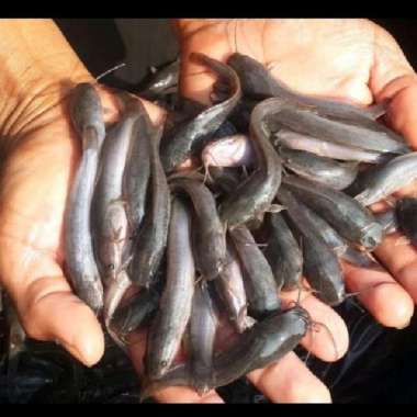 Bibit lele per ekor 7/8 cm