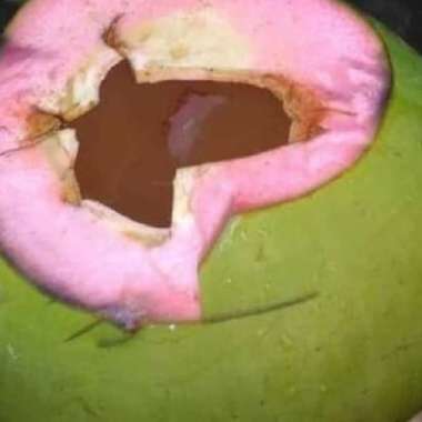 Kelapa Ijo / Kelapa Hijau Segar
