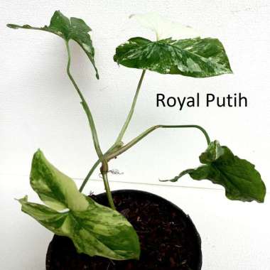 TANAMAN HIAS SYNGONIUM VARIGATA