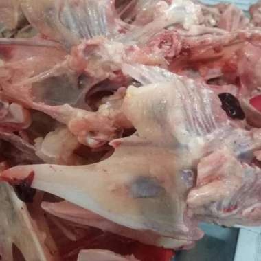 Tulang Ayam Muda Rangu Rawan