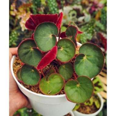 Begonia Mantili aka Begonia Red Karpet Begonia Karpet Merah