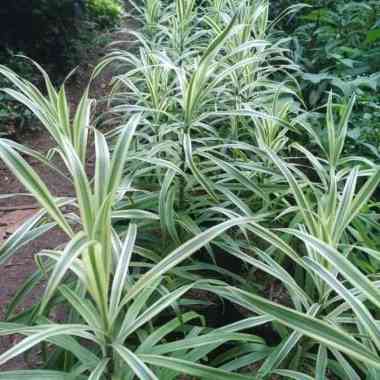 Promo.. Tanaman hias hanjuang putih - hanjuang varigata