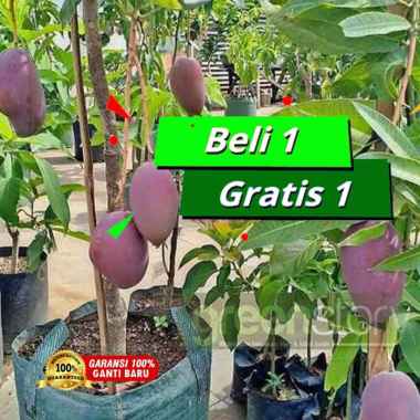Bibit mangga irwin cepat berbuah, Tanaman Pohon Mangga Okulasi Siap Berbuah