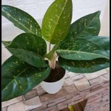 Aglonema Black Big Roy