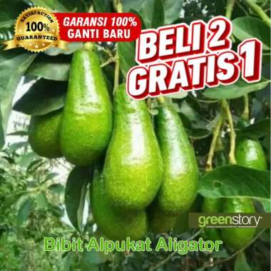 BIBIT ALPUKAT ALIGATOR OKULASI SAMBUNG PUCUK STEK CEPAT BERBUAH DARI HASIL INDUK SUDAH BERBUAH
