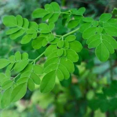 Bibit Daun Kelor