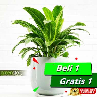 Philodendron Lynette | pillo lanet Philodendron Remaja