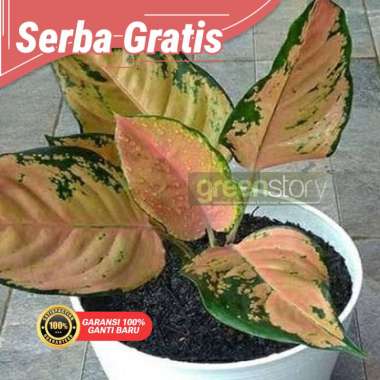 aglonema kochin tembaga | aglonema | aglonema murah | aglaonema | aglaonema murah 2-3 daun