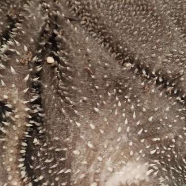 BABAT RAWEUY SAPI LOKAL 1.0KG