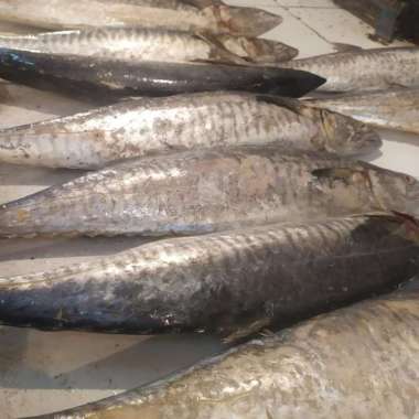 IKAN TENGGIRI SEGAR SATUAN UTUH 3.0KG