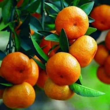 bibit jeruk santang madu berbuah hijau kecil