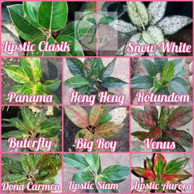 Tanaman Aglonema Hargaterbaru Desember 2020 Blibli Com