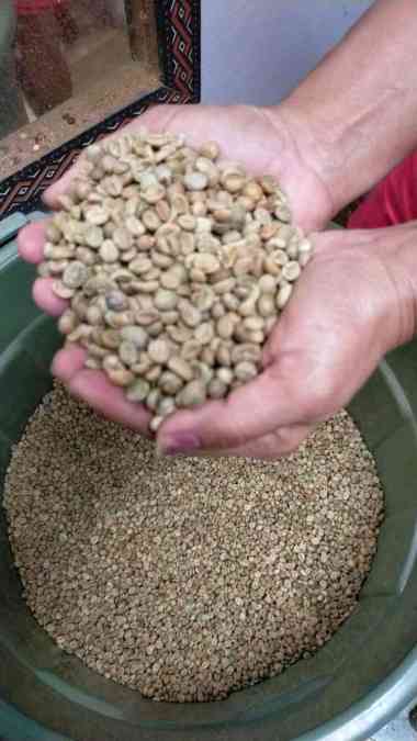 Toraja Koffie Kopi Robusta Toraja Biji Mentah 1kg Green Bean