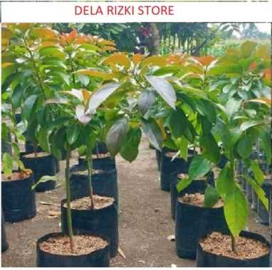 BERGARANSI BIBIT BUAH ALPUKAT RED VIETNAM TINGGI 1 METER UP SIAP BERBUAH / BUAH ALPUKAT UNGGUL