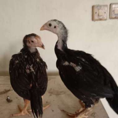 Anakan Ayam Bangkok Pakhoy Usia 2 Bulan - 3 Bulan
