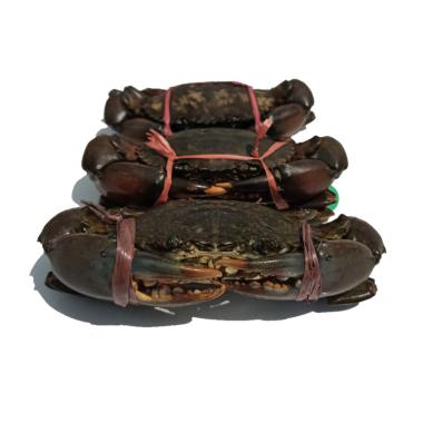 Supernova Mart - Kepiting Bakau Hidup [1 kg]