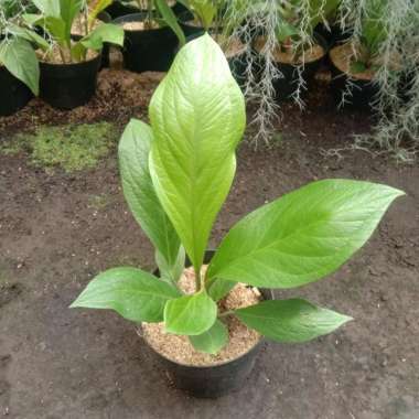 Tanaman Hias Anthurium Jemani Cobra Catalog