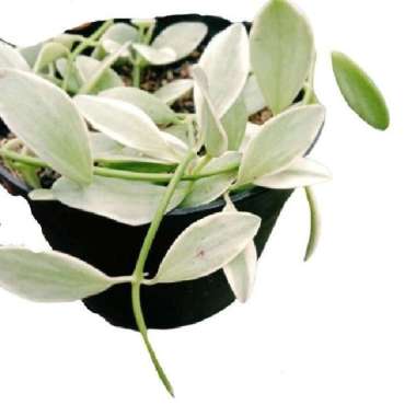 Tanaman Gantung Dischidia Numularia