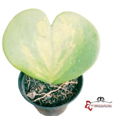 Tanaman Indoor Hoya Kerrii Love Variegata-Hoya Love -Hoya Valentine
