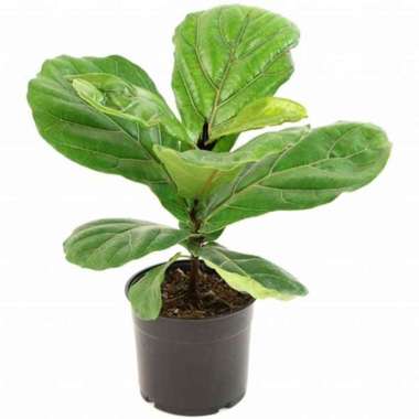 Tanaman Hias Anthurium Jemanii - Bunga Anthurium - Jenmanii