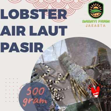 Lobster Air Laut Pasir 500 gr 1 kg Cangkang Utuh / Kupas 500 gr-Cangkang
