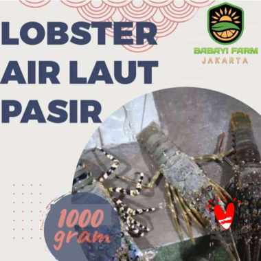 Lobster Air Laut Pasir 500 gr 1 kg Cangkang Utuh / Kupas 1 Kg-Cangkang