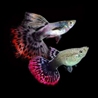 Guppy Red Ivory / Ikan Hias Air Tawar Aquascape