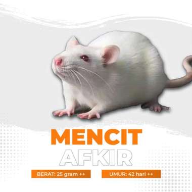 Mencit Hidup Afkir / Tikus Putih Afkir