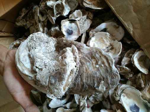 media filter oyster shell kulit kerang cangkang tiram 1kg