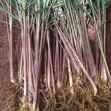 1 kg sereh wangi/sereh merah
