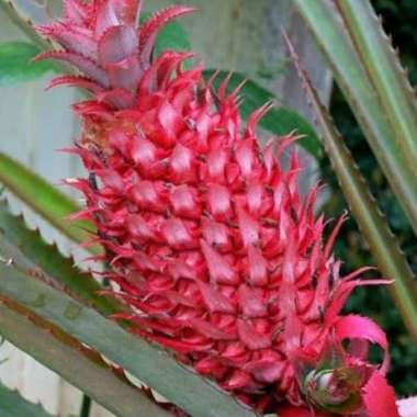 bibit pohon nanas merah nanas buaya tanaman nanas merah