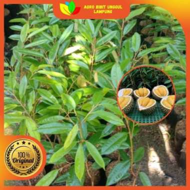 Bibit Durian Montong Cane Tanaman Okulasi Cepat Berbuah