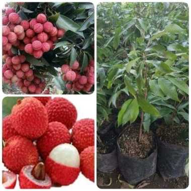 Bibit Leci Kom Merah super, manis, Sweet Lychee, cepat berbuah