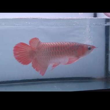ikan arwana super red 45cm