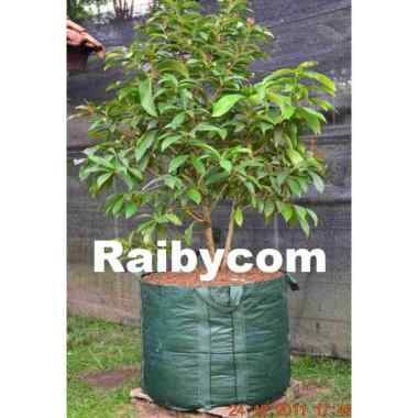 Planter Bag 300 Liter Easy Grow Jumbo Planterbag Pohon Buah Besar 300L Hijau