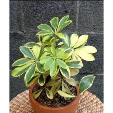 Tanaman Walisongo Varigata Tanaman Hias Daun