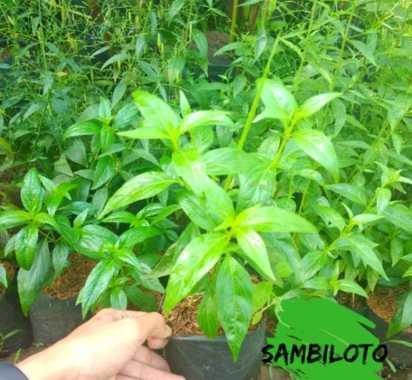 Tanaman Sambiloto Tanaman Herbal