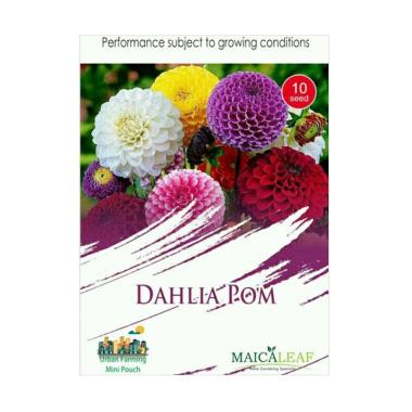 85+ Gambar Tumbuhan Bunga Dahlia 85+ Gambar Tumbuhan Bunga Dahlia