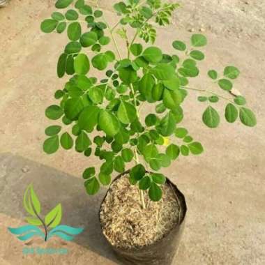 PROMO Bibit tanaman kelor pohon kelor --