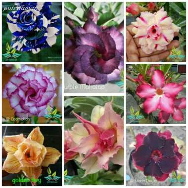 Paket 8 Tanaman Hias Bibit Bunga Kamboja Adenium Bunga Tumpuk --