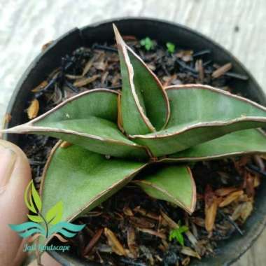 Tanaman Sansivera Pinguiculata Short --