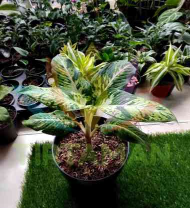 Jual Goldseeds Aglonema Lipstik Kanza Tanaman Hias Online Maret 2021 Blibli