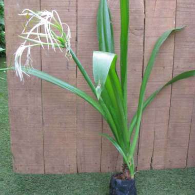 Tanaman Spider Lily