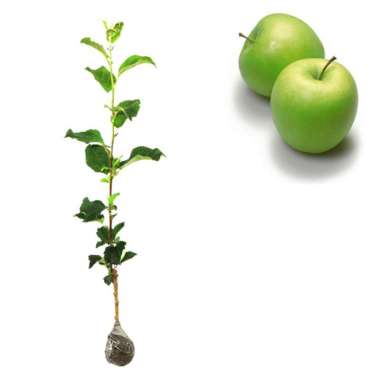 Bibit Buah Apel Manalagi - Tinggi 60cm