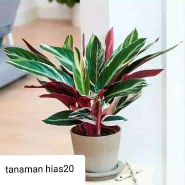 TANAMAN HIAS CALATHEA MULTICOLOR ( meranti bali )