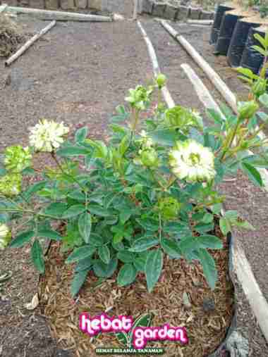Mawar hijau - greenlight rose - LANGKA