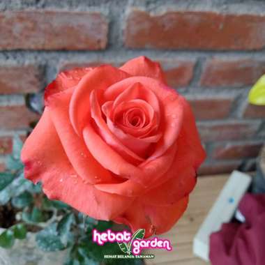 mawar merah bata - Rossie Roar