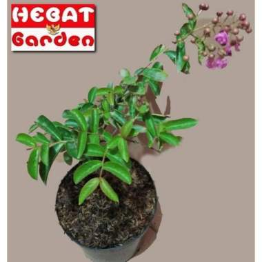 sakura bunga pink-crape myrtle- bisa untuk bahan bonsai