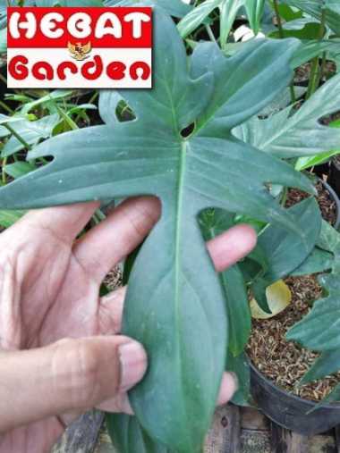 philodendron florida beauty red steam - philo kuku bima hijau